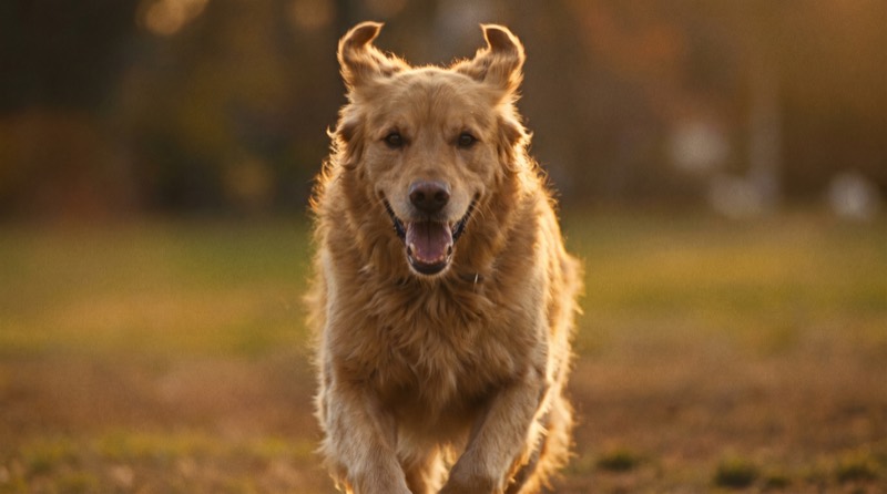 Um cão a correr alegremente em direção à câmara, num campo ao entardecer
